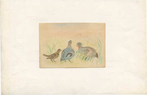 Тырса Николай Андреевич. Куропатки и соловей